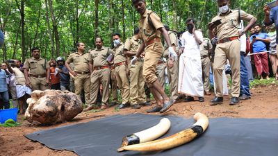 Carcass of wild elephant found buried on rubber estate