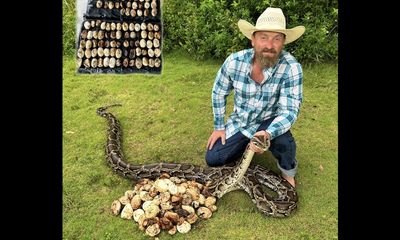 Record python nest containing 111 eggs discovered in Florida