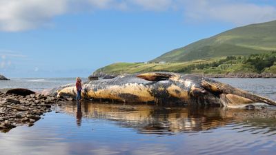 Fears that dead 60-foot-long whale in Ireland could explode sends experts scrambling