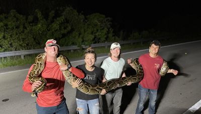 Snake eyes? Arlington Heights man helps capture 19-foot Burmese python — a Florida state record