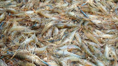 CIFA scientists improve strain of popular scampi prawn making it a fast-growing species
