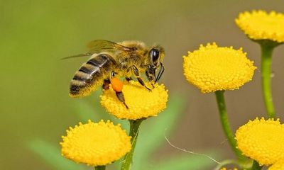 Bees make better, faster decisions about things that are important to them: Research