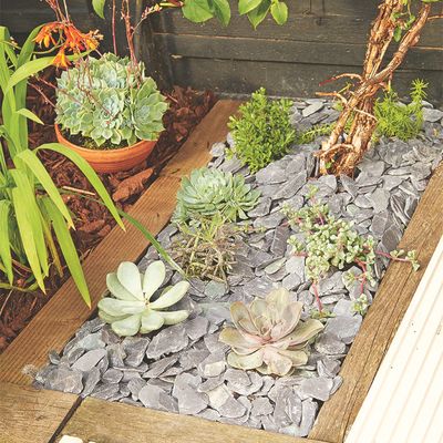 Think succulents are 'easy' to care for? Then you might be guilty of falling for these mistakes