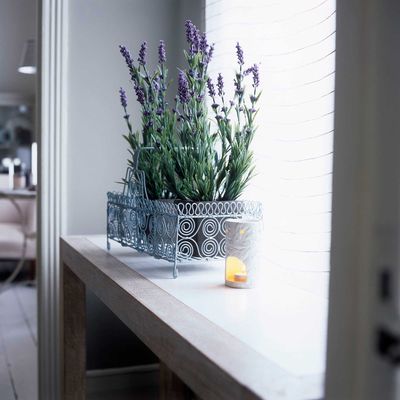 Can I grow lavender indoors? Experts reveal the secret to growing lavender inside