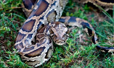 Invasive snake wrestled into submission by hunters is Florida’s longest