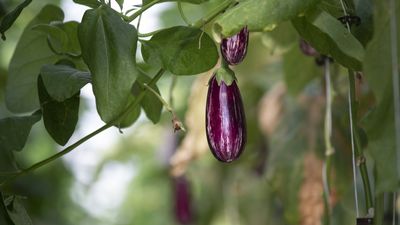 Do you need to prune eggplants? Experts are split on the merits of reaching for the pruning shears