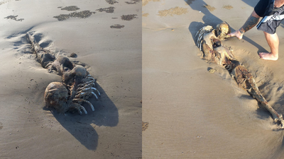 Someone Tell Me What This Mermaid-Looking Carcass That Washed Up On A QLD Beach Is Immediately