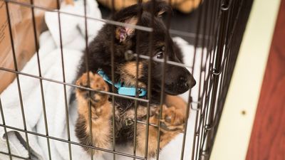 Does your dog hate going in a crate? Trainer shares five ways to make it a happier process