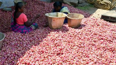 Centre procures 3 lakh tonnes of onion for buffer stock; piloting irradiation of onion with BARC