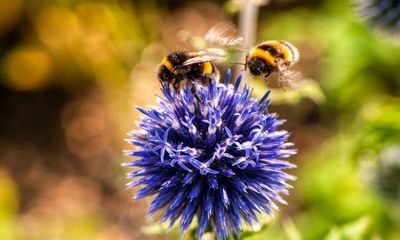 Study sheds light on connection of warmer springs, bees waking up earlier