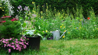 7 benefits of a wildflower garden — and why you should grow one