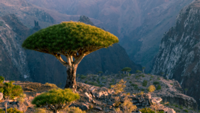 The wild magic of Socotra