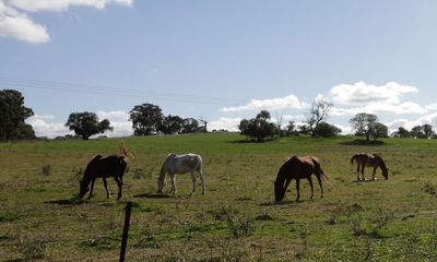 Mystery of at least 10 horse deaths in Victoria sparks urgent investigation