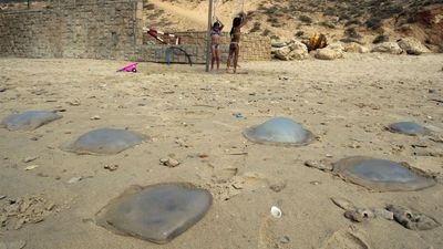 Israeli Beachgoers May Enjoy Jellyfish-Free Summer, Say Researchers
