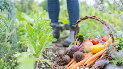 Electro-culture gardening – an innovative and organic growing technique for better veg