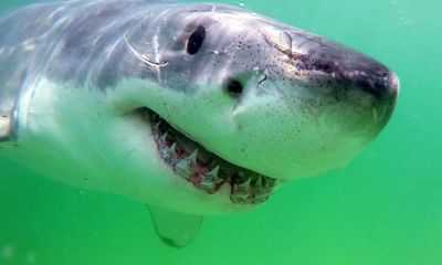 Shark’s eye view: Greg Skomal on a life spent chasing great white shadows