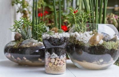 5 tricks to make "indoor mini gardens" look amazing and fully embrace this creative container planting trend