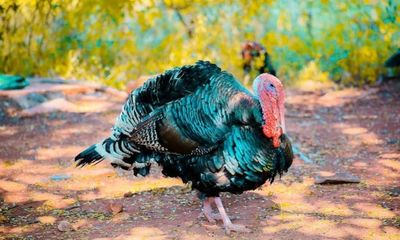 Climate change may not affect the timing of turkey nesting, finds study