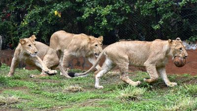 Surya, Chandra and Kabini hog the limelight at Mysuru zoo