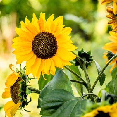 How to propagate sunflowers and grow the gorgeous blooms for free