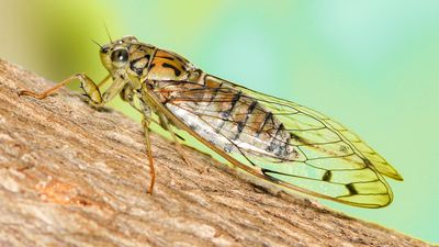 Commonly-found cicada species sheds its foreign tag to embrace an Indian identity
