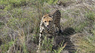Panel wants Kuno National Park cheetahs to undergo medical review