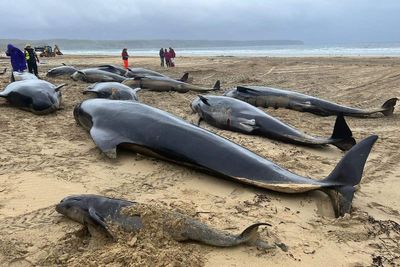 More than 40 pilot whales dead after mass stranding on Scottish beach