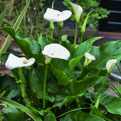 How to deadhead lilies - 3 simple steps to help your flowers bloom