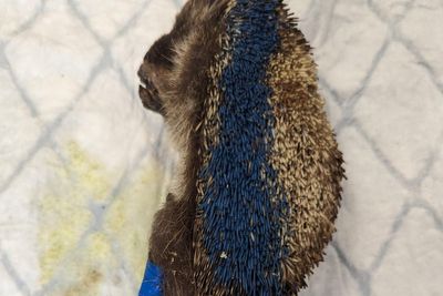 ‘Callous’ attack sees hedgehog tortured and painted before being put down