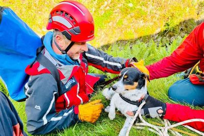 Dog rescued after plunging 60 metres down waterfall: ‘Very pleased to be reunited with his owner’