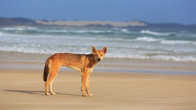 A 30-Year-Old Woman Has Been ‘Mauled’ By Four Dingoes While Jogging On Queensland’s K’gari