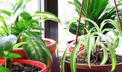 5 houseplants even you can't kill - these hardy species can survive even the least green thumbs and still look good