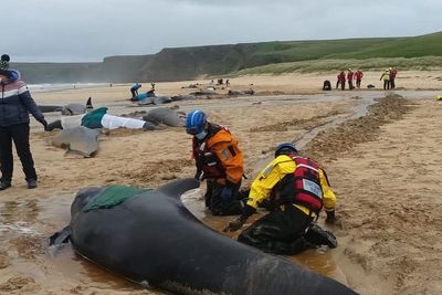 Mass pilot whale stranding on Isle of Lewis is ‘biggest one ever in Scotland’