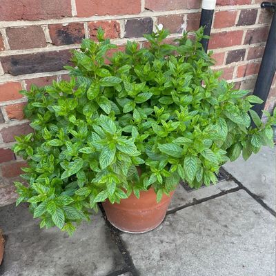 How to grow mint in a pot: the expert rules to follow for a thriving plant