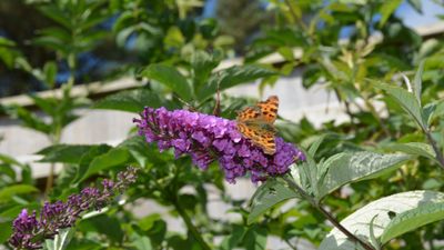 Do you deadhead butterfly bushes? Here's what to do to encourage more blooms