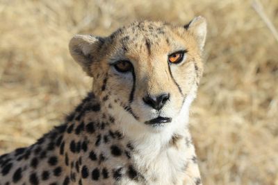 Cheetah experts blame communications breakdown for ‘avoidable deaths’ in India project