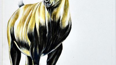 Endemic birds of the Western Ghats in art