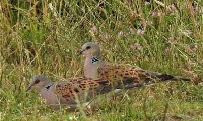 Country diary: Three turtle doves glide into view