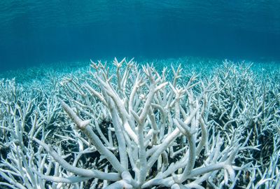 Record heat is bleaching coral
