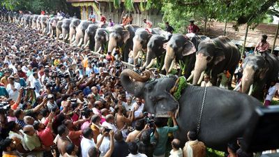 Elephants feast on a sumptuous spread at ‘Aanayoottu’