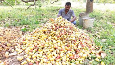 Andhra Pradesh: cashew farmers gear up for massive protest in Palasa on July 18
