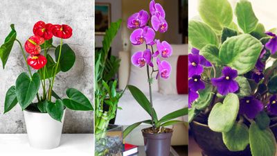 10 indoor plants that flower all year round – choose from our expert recommendations for non-stop blooms