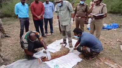 Leopardess found dead near Coimbatore