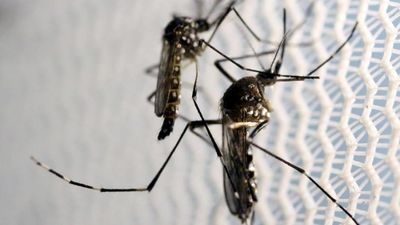 Fears of dengue fever epidemic in Guadeloupe as cases accelerate