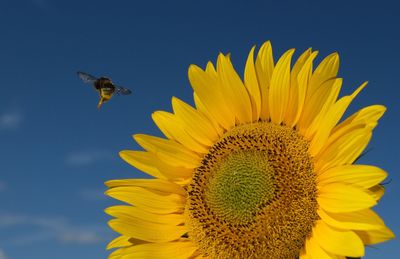 Protecting Bees: Spraying Crops At Night Shows Promise, New Research Finds