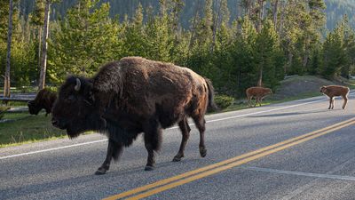 Despite warnings, National Park visitors insist on treating Yellowstone like a zoo