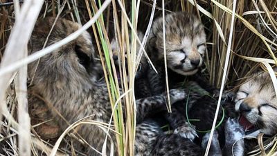 Explained| How are cheetahs faring in India?