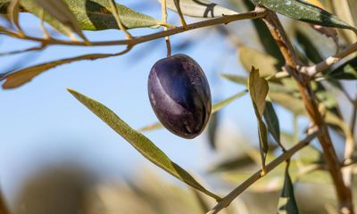 Olive oil industry in crisis as Europe’s heatwave threatens another harvest