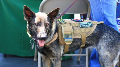 Homeless Veteran Sues Police After Service Dog Tased During Panhandling Arrest