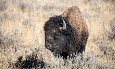 Yellowstone tourist gored by bison as she attempts to walk away